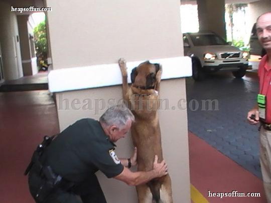 funny_police_picture_animals_arrested_m1008.jpg